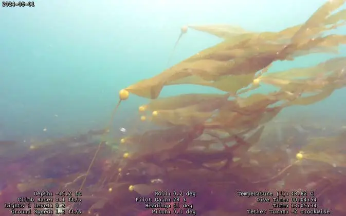 Underwater kelp survey footage with monitoring data overlay