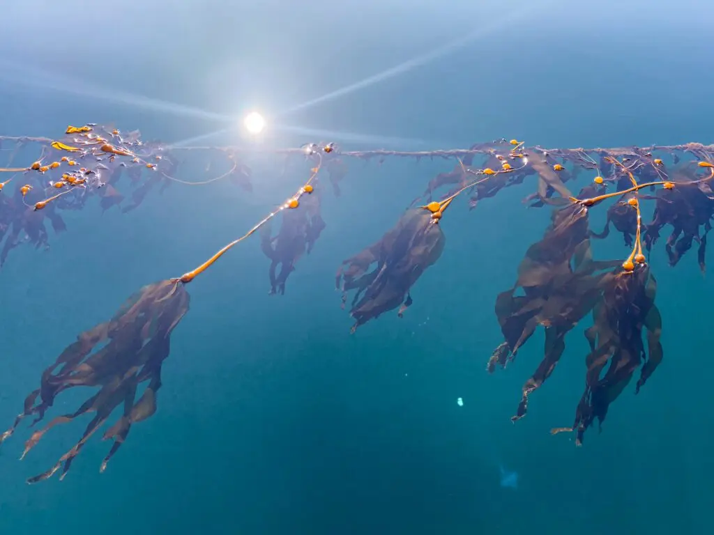 Kelp growing underwater at the British Columbia restoration project