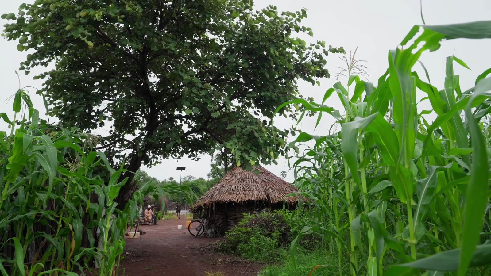 Farmers working at the Senegal agroforestry project